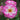 A close-up of a pink and white rose in bloom with a yellow-orange center, surrounded by green leaves and another blurred rose in the background.