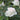 A close-up of a pale blush white rose in bloom with green leaves and other roses blurred in the background.