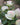 A close-up of a pale cream rose with soft pink blush on the edges and center, surrounded by green leaves and other blurred roses in the background.
