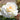 A close-up of a single white rose bloom with soft cream-toned center petals and green leaves blurred in the background.