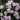Cluster of light purple roses with green leaves on a dark background
