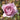 Close-up of a lilac pink rose with green buds in the background