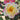 A close-up of a blooming rose with creamy yellow petals tipped in pink and a yellow center, surrounded by dark green leaves.