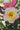 A close-up of a blooming rose with creamy yellow petals tipped in pink and a yellow center, surrounded by dark green leaves.