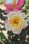 Niagara Blush®