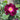 A close-up of a dark magenta rose bloom with a bright yellow-orange center, surrounded by green leaves and stems in an outdoor garden setting.