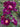 A close-up of dark magenta-purple rose blooms with green leaves in a garden setting.