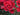 Close up of a red rose with blurred red roses around and green buds and leaves in the background.