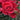 Close up of a red rose with blurred red roses around and green buds and leaves in the background.
