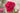 A close-up of a vibrant red rose in full bloom with green leaves, set against a soft, blurred natural background.