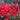 Close-up of vibrant red roses with green leaves and buds in a garden setting.