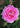 A close-up of a blooming pink rose with layered petals, surrounded by green leaves and buds in a garden setting.