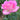 A close-up of a blooming pink rose with layered petals and green leaves against a softly blurred green garden background.