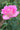 A close-up of a blooming pink rose with layered petals and green leaves against a softly blurred green garden background.