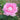 A close-up of a blooming pink rose with layered petals and green leaves, photographed outdoors against a softly blurred natural background.