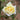 A pale yellow rose bloom with white edges and green leaves, photographed outdoors against a softly blurred brown and green background.