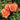 Three peachy-orange roses in full bloom with green leaves and stems, photographed outdoors in natural sunlight.