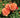 Three peachy-orange roses in full bloom with green leaves and stems, photographed outdoors in natural sunlight.