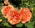 Peach Glory™