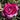 A close-up of a blooming rose with layered magenta-pink petals and green leaves in a garden setting.