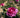A close-up of a blooming magenta rose in a garden, surrounded by green leaves and buds under natural sunlight.