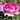 A close-up of a blooming rose with layered petals in shades of pink fading to pale blush, surrounded by green leaves in a garden setting.