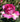 A close-up of a blooming rose with petals in vivid pink fading to white at the edges, surrounded by dark green leaves in a garden setting.