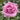 A single mauve pink rose bloom surrounded by dark green leaves, photographed close up outdoors.