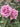 Two light pink roses in full bloom on a rose bush with green leaves, photographed outdoors in a garden setting.