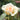 A close-up of a pale cream rose with soft peach-pink inner petals, shown in a garden setting with blurred green leaves.