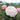 A close-up of a pale blush pink rose in full bloom, with two matching pink rose buds and green leaves, set against a softly blurred garden background.