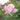 A close-up of a pink and white rose bud in bloom, surrounded by green leaves and stems in a garden setting.