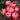 A cluster of orand/pink and red rose pompon blooms with green leaves in the background.