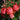 Close-up of a cluster of pinkish-red roses with green leaves and buds in a garden setting.