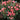 Bouquet of pink roses with green leaves