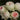 A close-up of several pale cream roses with soft pink centers and dark green leaves in the background.