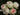 A close-up of several pale cream roses with soft pink centers and dark green leaves in the background.