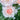 Close up of a light pink rose bloom with deeper colour in the centre of the bud where it has not opened yet with green leaves and other pink rose petals blurred in the background. 