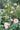Light pink roses blooming on a shrub with  many unopened rose buds as well, with lots of medium green leaves leaning up against a white wooden ladder with green forest leaves in the background. 