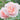 Up close of a soft pink rose open with ruffled petals with other blooms and green leaves blurred in the background. 