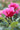 A close-up photograph of a vibrant pink rose bud in full bloom, surrounded by green leaves and a softly blurred background of more roses.