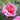A close-up of a blooming pink rose with layered petals in shades from pale blush to deeper magenta, surrounded by green leaves and soft blurred foliage.