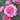 Pink roses in full bloom with green foliage, featuring a prominent central rose and other roses softly blurred in the background.