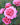 Pink roses in full bloom with green foliage, featuring a prominent central rose and other roses softly blurred in the background.