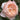 Close-up of a soft pink rose with green leaves in the background
