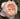 Close-up of a soft pink rose with green leaves in the background