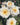 Creamy white roses with yellow centers blooming in a garden setting with green foliage.