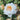 A close-up of a pale peach and cream rose in full bloom, surrounded by green foliage and other buds.