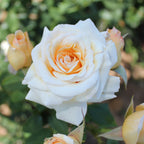 Rose of Rosalie™