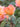 A close-up of a peach and pink rose bud with green leaves, set against a softly blurred garden background with other roses.
